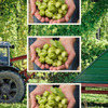 Fresh Hop Beer Box 2025